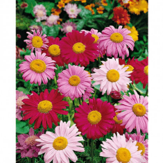 Des images de diff�rentes plantes